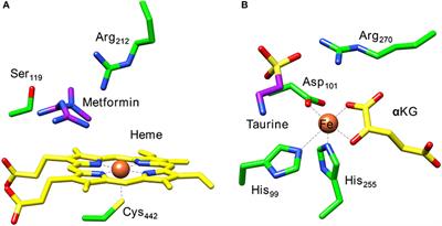 How Are Substrate Binding and Catalysis Affected by Mutating Glu127 and Arg161 in Prolyl-4-hydroxylase? A QM/MM and MD Study